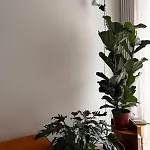Botanical Modernist - Milanese Living